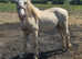 Welsh palomino