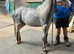 Lovely filly 2yrs