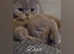 Beautiful kittens available