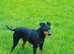 Manchester terrier KC registered puppies for sale