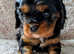 cavalier king Charles