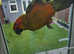 Super tame Sun Conure