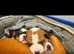 Puppies!!! Basenji dog litter of 3!