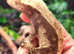 Female Crested Gecko's