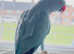 Stunning baby blue Indian ringnick parrot