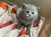 BSH 4 beautiful babies