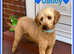 ADORABLE F1 MINIATURE GOLDEN DOODLES