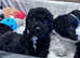 Cockapoo parti puppies