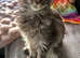 Maine Coon Active stud Boy for sale test N/N TICA