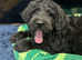 Bernedoodle Puppies - Boy & Girl