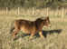 Reg spsbs miniature shetland mare