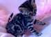Bengal Kittens For Sale - GCCF Registered