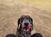 Dachshund boy DOB 5yrs 3 months castrated and social ready for his new home and walks