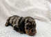 READY IN 4 WEEKS!!! Miniature dachshund puppies