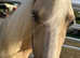 Palomino yearling