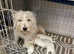 Beautiful Westie Puppies