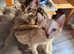 5 gorgeous tica registered bengal kittens