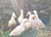 6 pekin female ducks 11 mth old