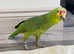 Stunning baby red crown Amazon parrot