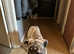 Male greyhound