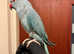 Beautiful baby blue Indian ringnick parrot