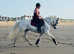 Quality Connie Gelding