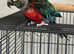 Crimson Parakeet Friendly Parrot