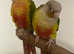 Pineapple cunner same tamed pair