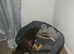 Playful  loving Spaniel x lurcher