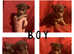 Chihuahua Puppies Ready 1st October