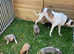 Bedlington whippet x collie whippet greyhound.