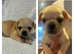 French bulldog cross pug ready now
