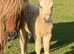 Registered Palomino Filly