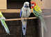 Rosella Blue Pennants