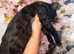 TICA SILK SMOKE PANTHER ED. EGYPTIAN MAU X BENGAL