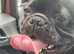 Frug male