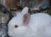 Angora rabbit babies
