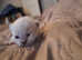 Ragdoll kittens