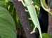 Chameleon