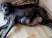 Quality assured, historical bloodline Cane Corso puppies