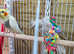 Breeding pair Cockatiels