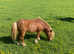 I have several ponies for loan or just riding