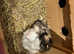 Now Reserved . 2 Pretty female baby guinea pigs.