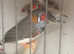 Zebra finches, a variety available