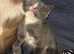 Ragdoll mix