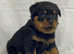 Kc Registered Rottweiler puppies for sale