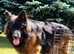 King German shepherd very long coat champions bloodline straightback puppies
