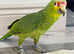 Beautiful young red crown Amazon parrot