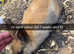 Large selection off rabbits for sale