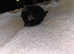 Kittens looking for forever home